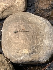 Erpetogomphus lampropeltis