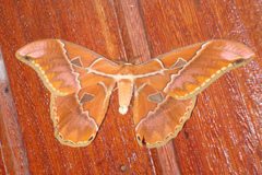 Rothschildia hesperus