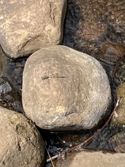 Erpetogomphus lampropeltis