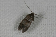Blastobasis pulchella
