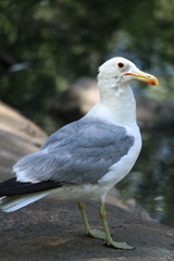 Larus californicus