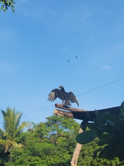 Coragyps atratus image