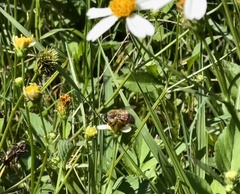 Apis mellifera