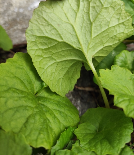 Image of Eutrema Cordifolium (Eutrema cordifolium) by (c) Юлия, some rights reserved (CC BY)