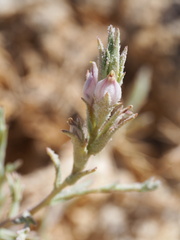 Chloropyron tecopense