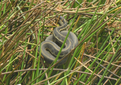 Thamnophis fulvus