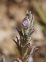 Chloropyron tecopense