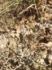 Chloropyron tecopense