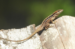 Anolis caceresae