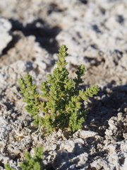 Nitrophila mohavensis