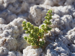Nitrophila mohavensis