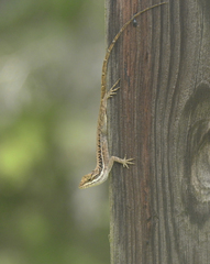 Anolis caceresae