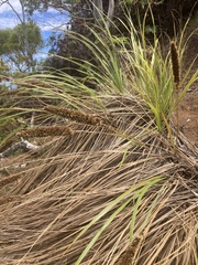 Eragrostis variabilis