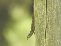 Anolis caceresae