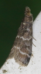 Ortholepis pasadamia