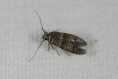 Blastobasis pulchella