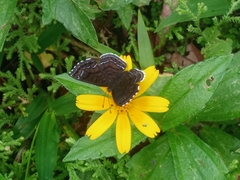 Calephelis iris image