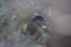 Sylvia nigricapillus