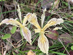 Iris chrysophylla