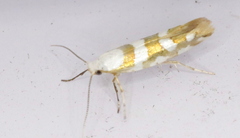 Argyresthia calliphanes
