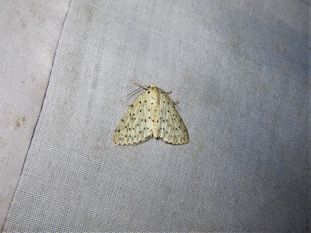 Naxidia glaphyra