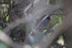 Sylvia nigricapillus