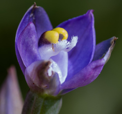 Thelymitra batesii