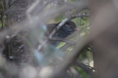 Sylvia nigricapillus