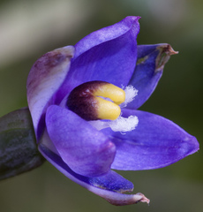 Thelymitra batesii