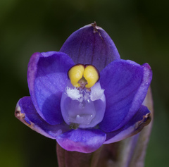 Thelymitra batesii