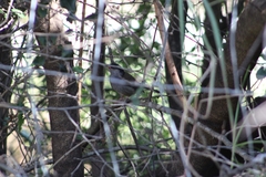 Sylvia nigricapillus