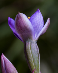 Thelymitra batesii