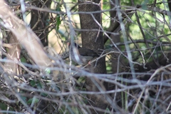 Sylvia nigricapillus