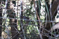 Sylvia nigricapillus