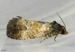 Neocochylis dubitana
