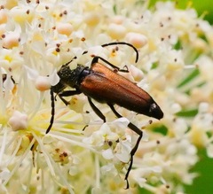 Anastrangalia sanguinea