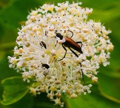 Anastrangalia sanguinea