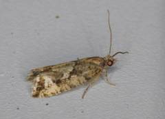 Zeiraphera canadensis