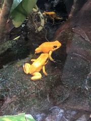 Phyllobates terribilis