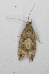 Zeiraphera canadensis