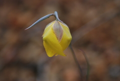 Calochortus raichei