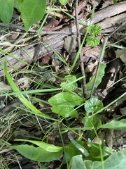 Ectatomma tuberculatum