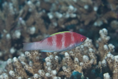 Yellow-Fin Fairy Wrasse photo 3