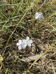 Phlox multiflora