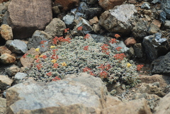 Eriogonum cedrorum