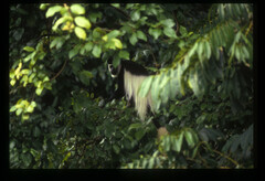 Colobus guereza matschiei