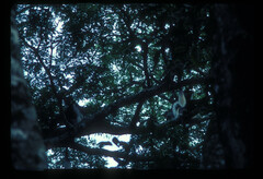 Colobus guereza matschiei