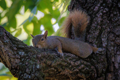 Sciurus carolinensis