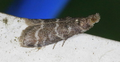 Ortholepis pasadamia