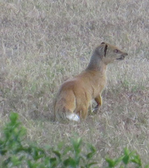 Cynictis penicillata